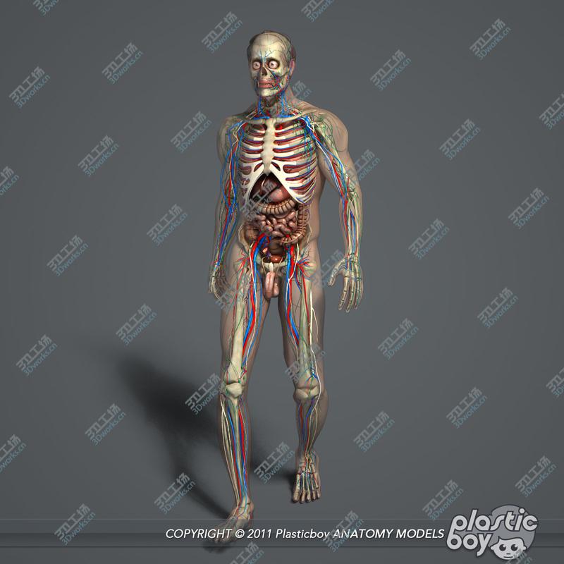 images/goods_img/20210113/MAYA RIGGED Male and Female Anatomy Complete Pack (Textured)/2.jpg